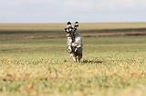 SETTER ANGLAIS 189